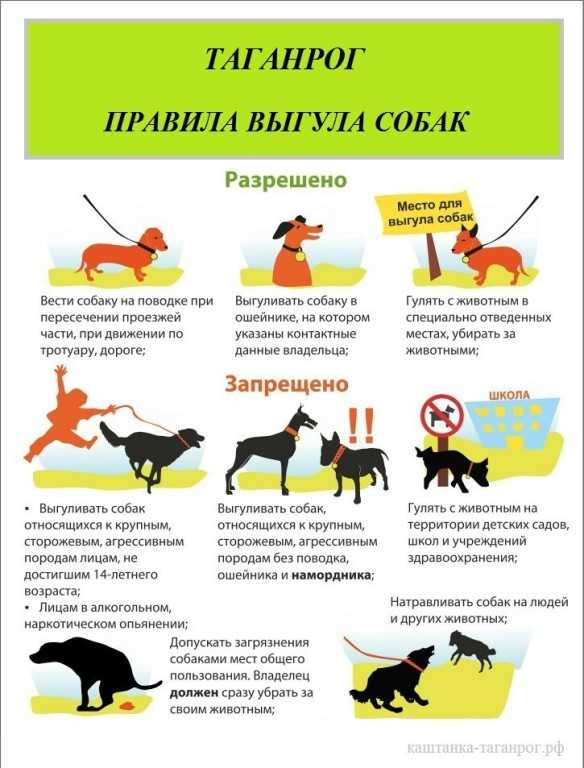 Как выгуливать собаку: 12 шагов (с иллюстрациями)