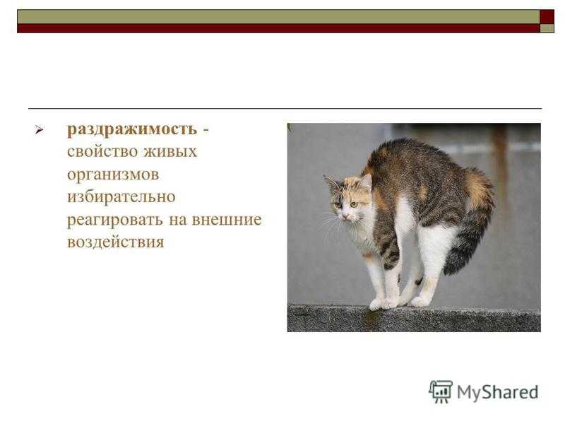 Раздражимость свойство живых организмов 6 класс презентация пасечник линия жизни