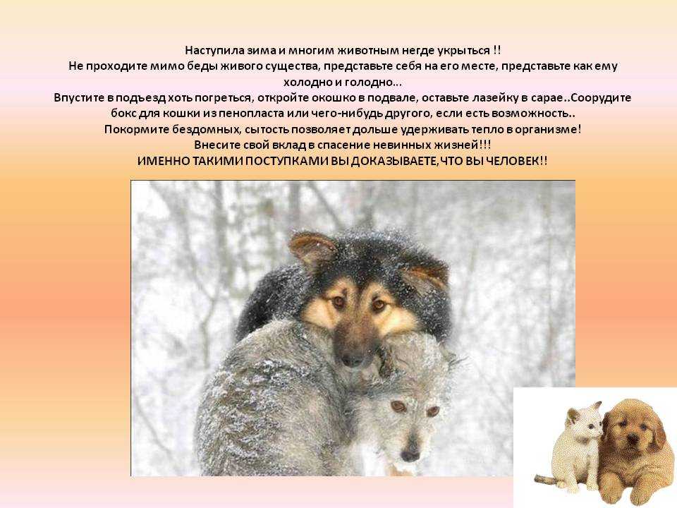 Проект накорми бездомных животных