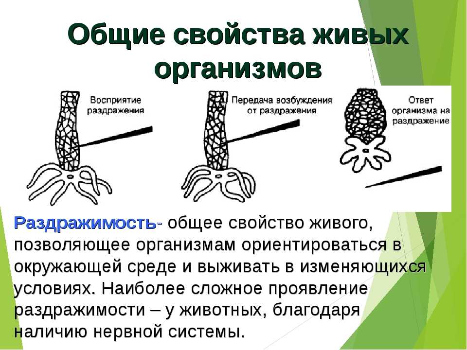 Какое общее свойство живых систем иллюстрирует процесс представленный на рисунке