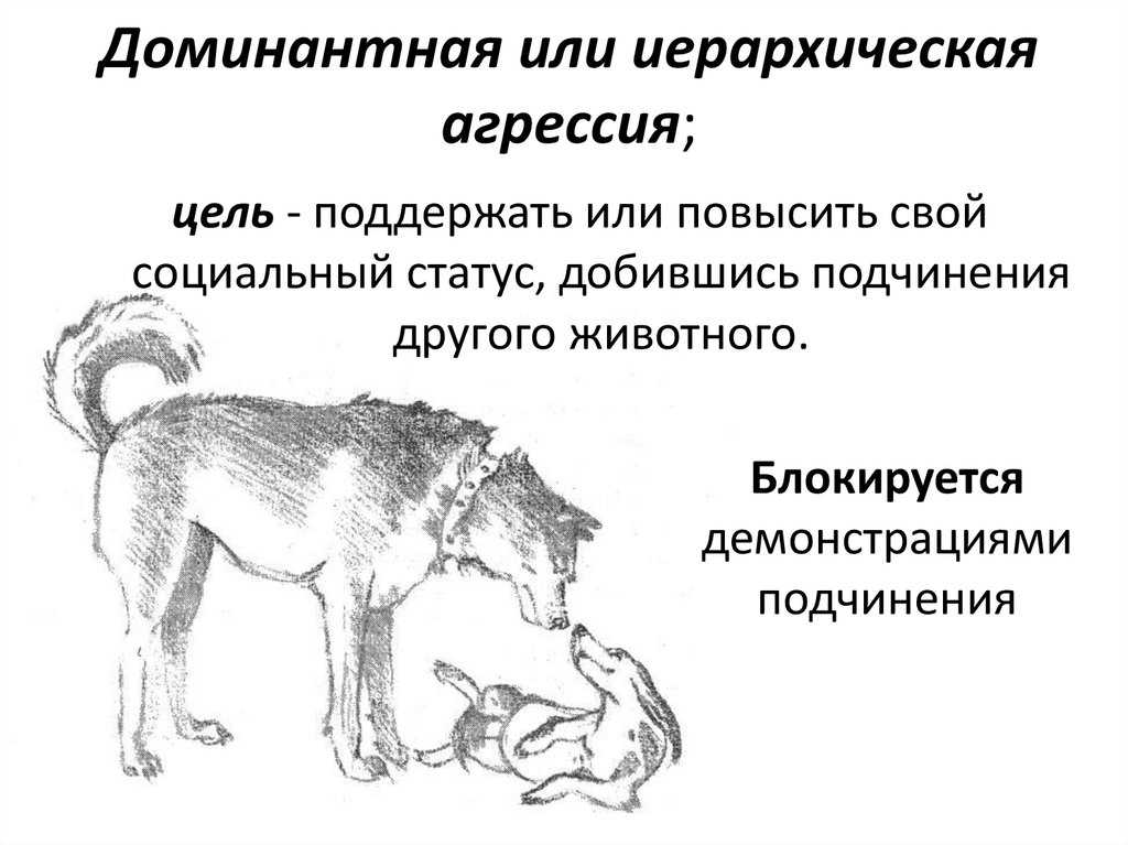 Как убрать агрессию у собаки? | hill's pet