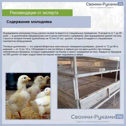 Поможет ли планете отказ от мяса: «зеленый» подкаст рбк трендов