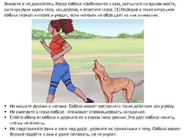 Eздовой спорт (гонки на собачьих упряжках) - виды, история, снаряжение, соревнования в россии, обучение собак - dogtricks.ru