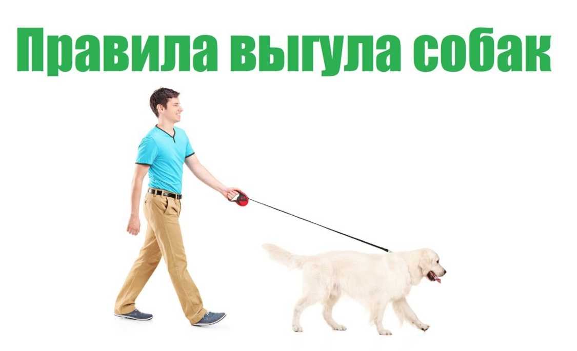 Как приучить щенка к выгулу — обсуждение в группе "собаки" | птичка.ру