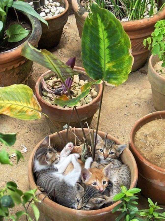 7 хитростей, которые помогут уберечь комнатные растения от кота