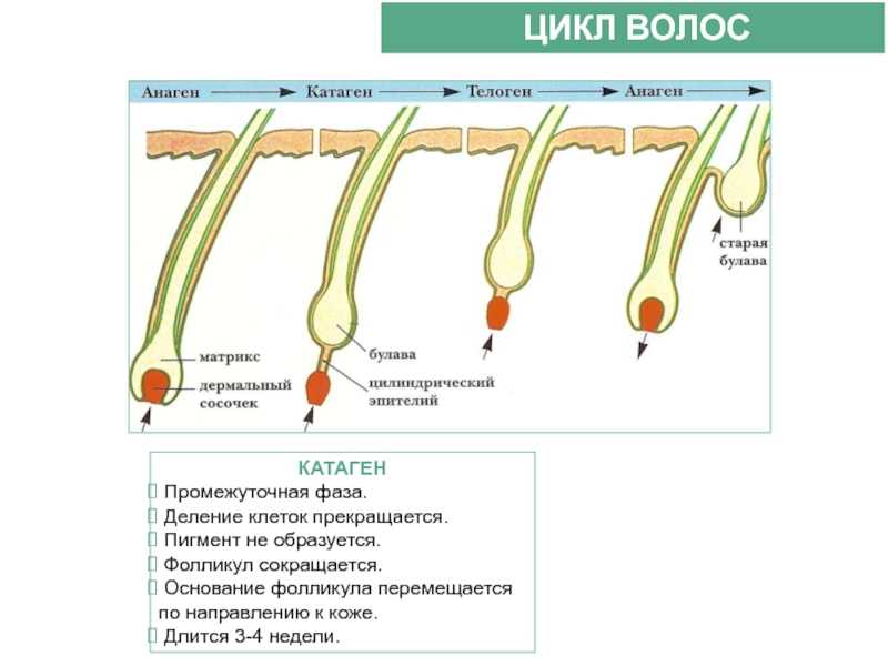 Таблица эмоций, чувств и аффектов с определениями