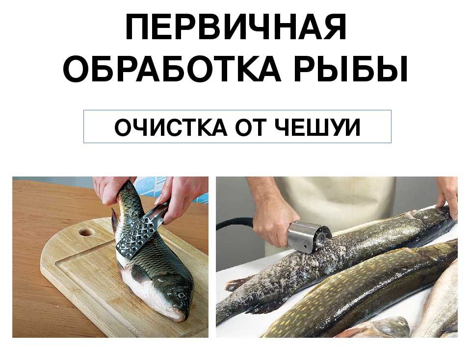 Обработка рыбы 7 класс