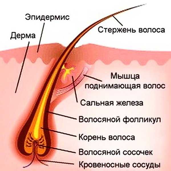 Раньше седой волос в собственной шевелюре не вызывал такую бурю эмоций, а подлежал безжалостному уничтожению методом выдергивания А что сейчас Если придерживаться данной методики, то велики шансы остаться лысой