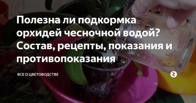 Чесночное масло: польза и вред, приготовление, как принимать? – эл клиника