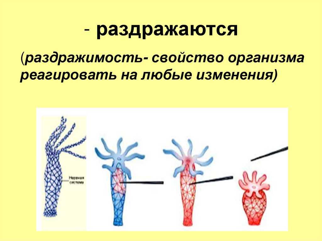 Раздражимость у животных примеры. Раздражимость и движение в биологии. Свойства раздражимости. Примеры раздражимости клетки. Раздражимость как свойство живого организма.