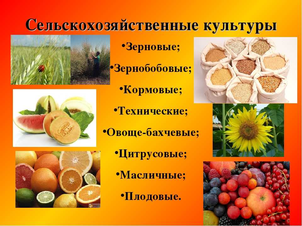Технические культуры это