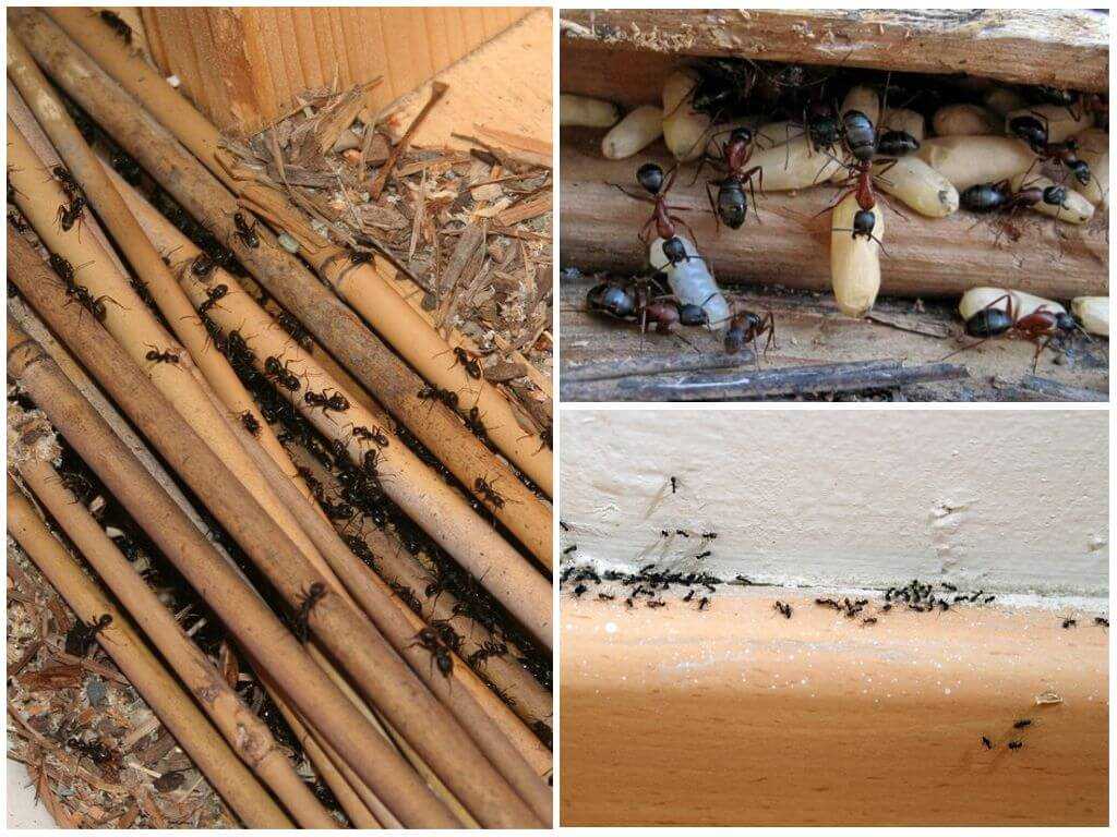 Борьба с муравьями в доме. Муравьи древоточцы гнездо. Муравей древоточец. Питание древоточец муравей. Древоточец гнездо.