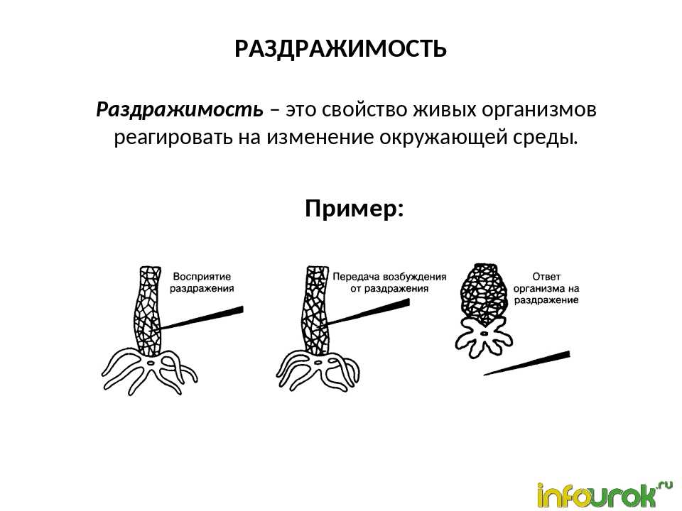 Раздражимость в биологии рисунок