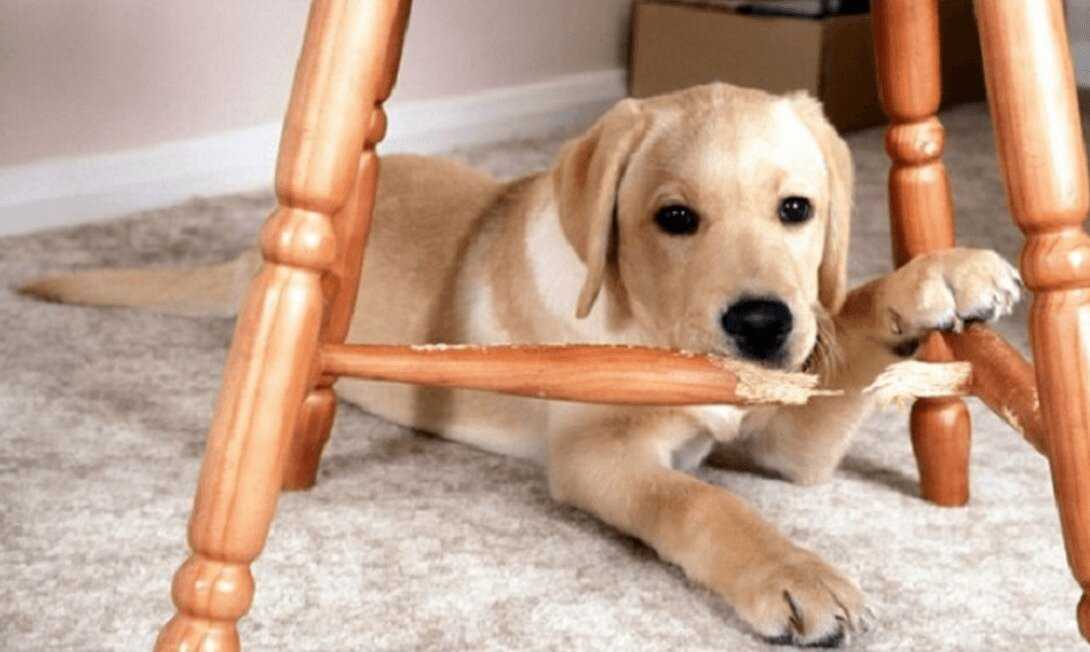 Как отучить собаку грызть все подряд: вещи, мебель, обувь и другие предметы, правила воспитания и коррекции поведения