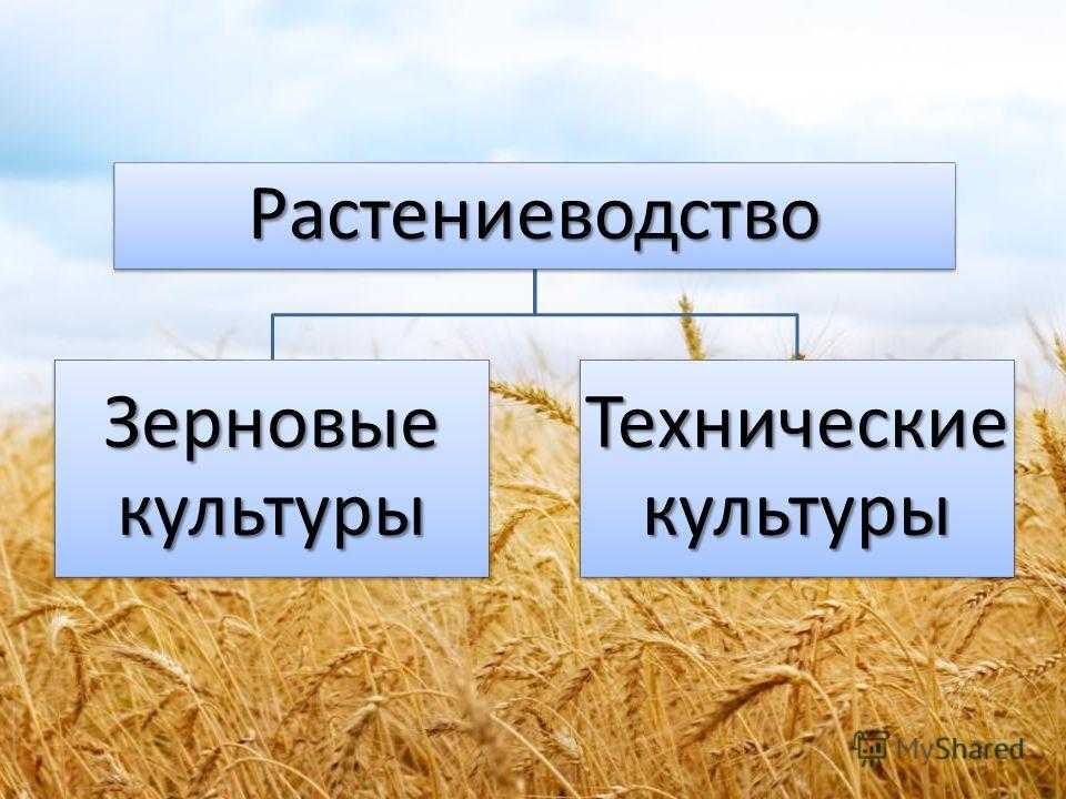 Технические культуры овощные культура