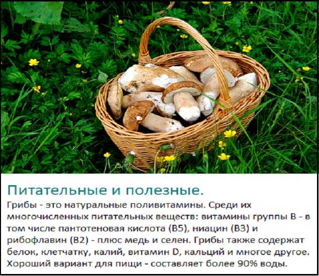 ᐉ если в банке с грибами появились пузырьки - godacha.ru