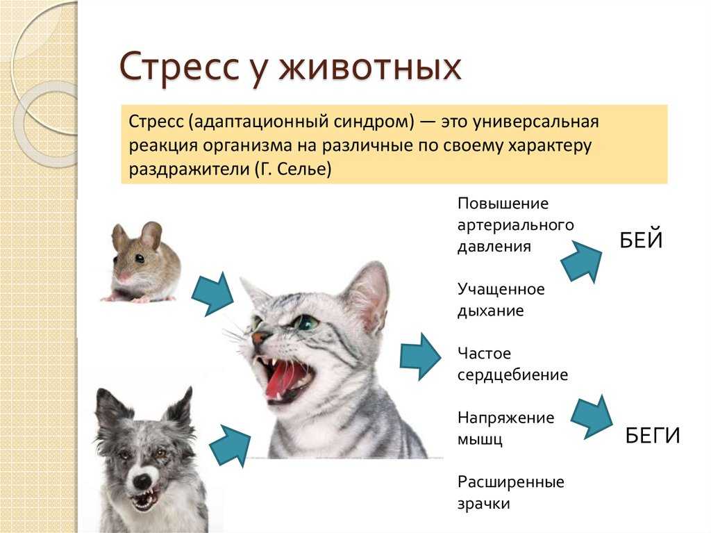 Деменция у кошек. Стресс у животных. Стресс живот. Причины стресса у животных. Стресс у кошки симптомы.
