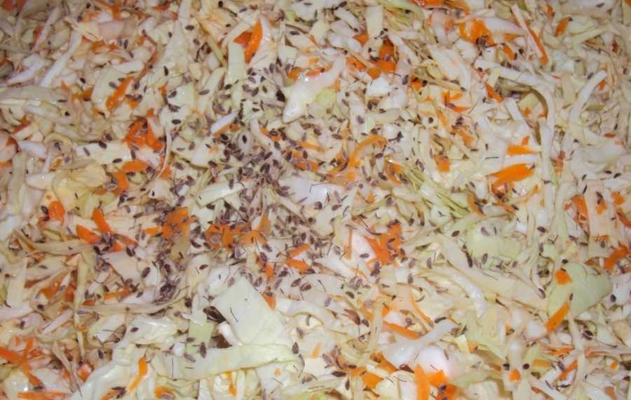 Квашеная капуста с укропом на зиму: лучшие рецепты засолки с зеленью и семенами укропа, с добавлением моркови и других ингредиентов