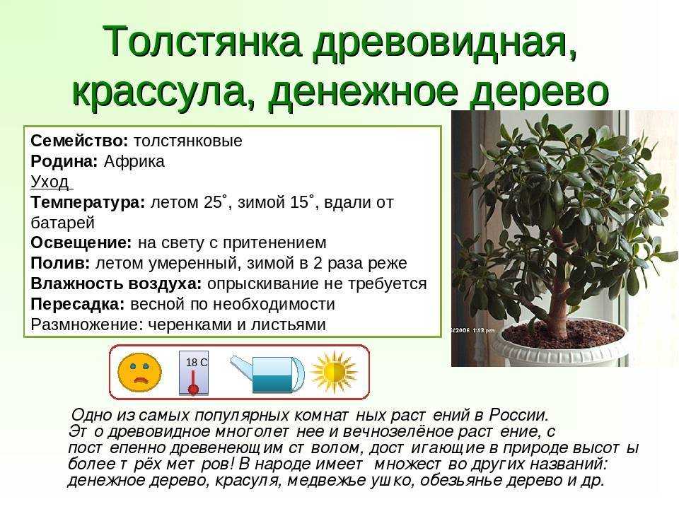 Черемша — посадка и уход в открытом грунте