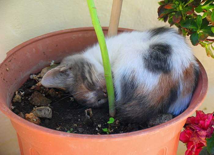 Как отучить кота лазить в цветочный горшок: способы и рекомендации