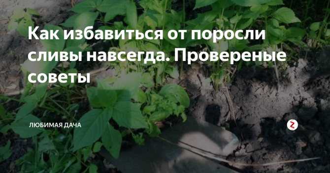 Как выкорчевать заросли вишни?: группа плодовые деревья и кустарники