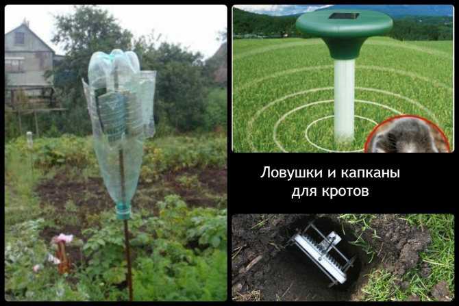 Народные средства от кротов на участке, как избавиться от грызунов