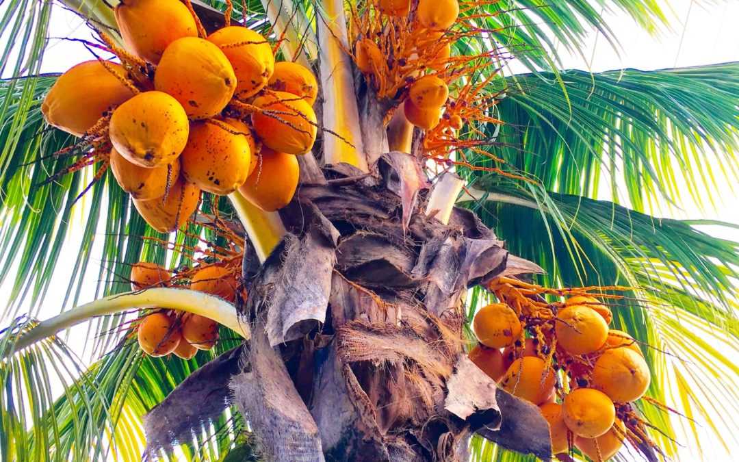 Как получить экзотическую. Пальма манго. Бертамовая Пальма. Веерная финиковая Пальма. Кокосовая Пальма (Cocos nucifera).