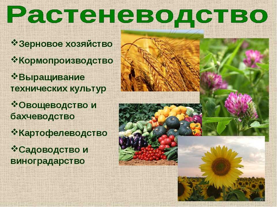 Сельскохозяйственные растения презентация