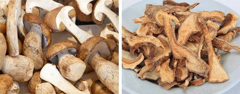 Ботулизм в грибах соленых, маринованных, сушеных, замороженных, консервированных: причины, как определить, избежать