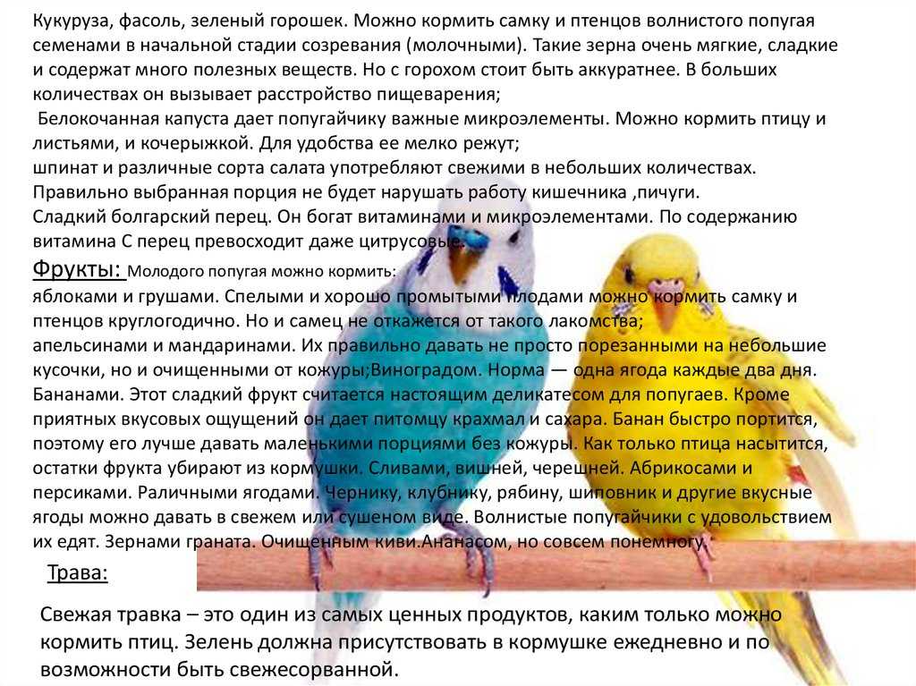 Чем кормить попугая?