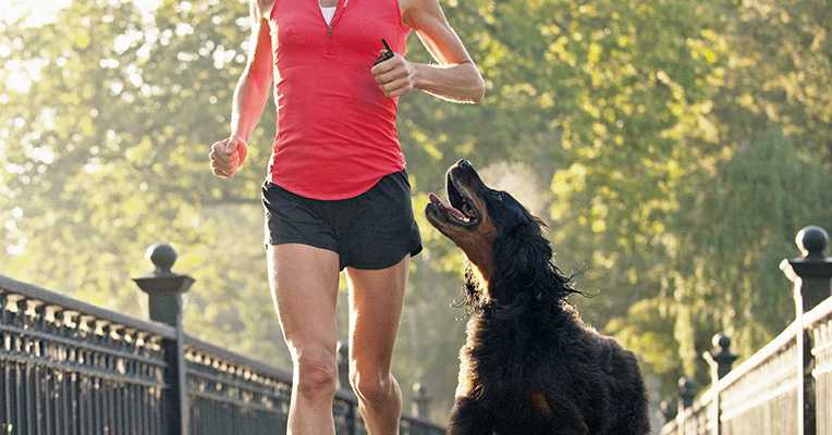Большинство владельцев собак в какой-то момент решают начать бегать с собакой или заниматься с ней другим активным спортом