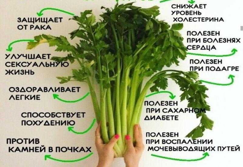 Редька дайкон: полезные свойства и противопоказания