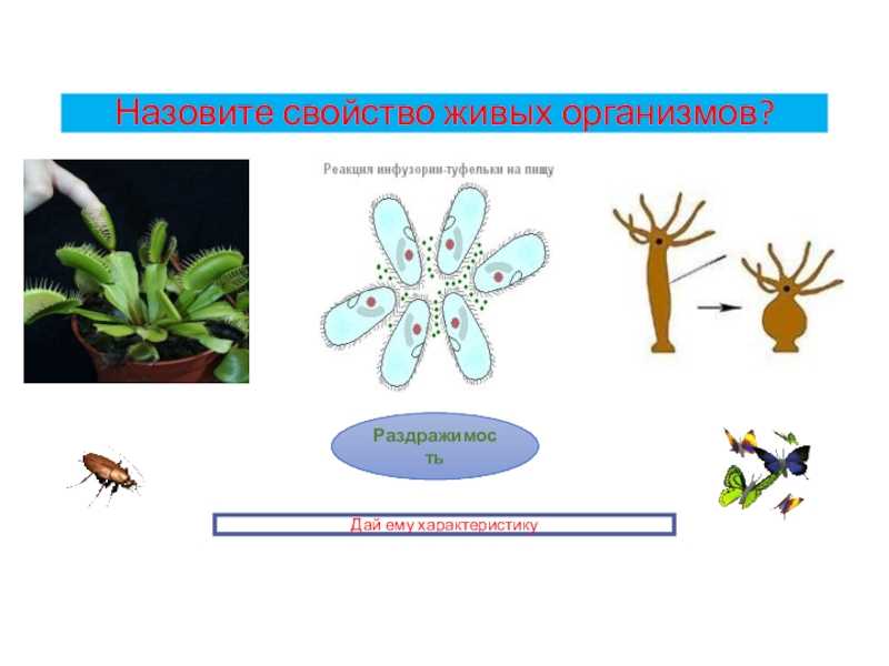 Как называется свойство живых организмов изображенное на рисунке ответ