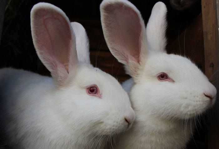 Что делать, если кролики грызут деревянные клетки, и почему такое случается?