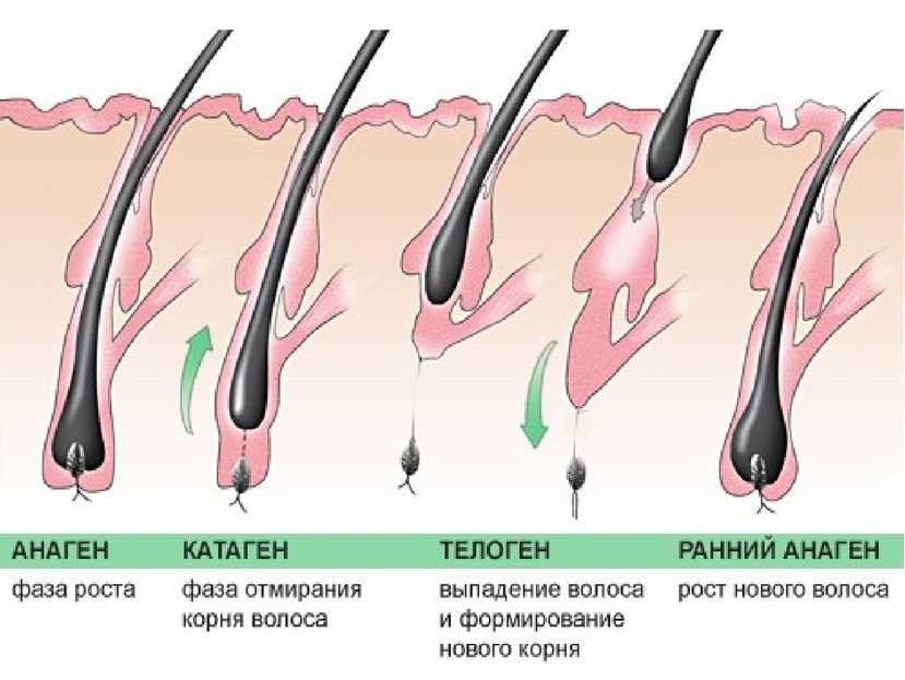 Раньше седой волос в собственной шевелюре не вызывал такую бурю эмоций, а подлежал безжалостному уничтожению методом выдергивания А что сейчас Если придерживаться данной методики, то велики шансы остаться лысой