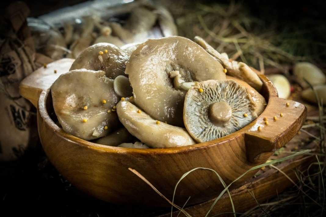 Всё о квашеных грибах: отличия от других видов консервации, польза и вред, рецепты приготовления и особенности хранения