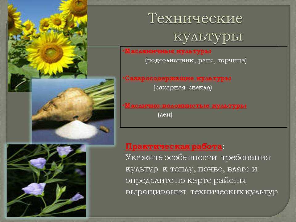 Технические культуры районы выращивания