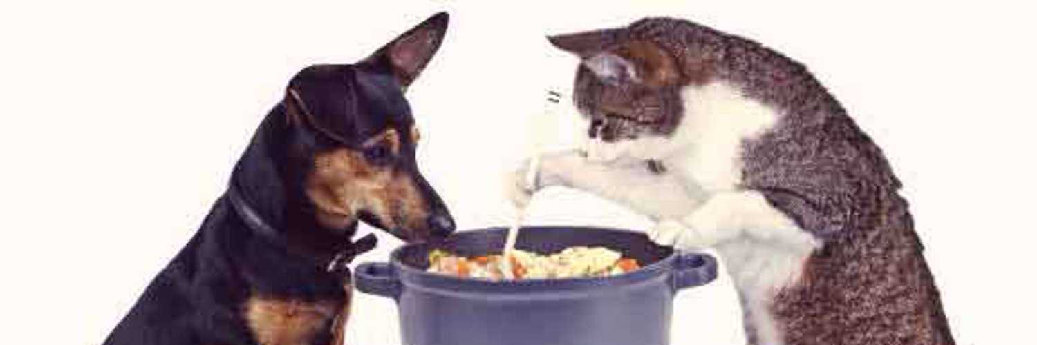 Чем лучше кормить собаку: плюсы и минусы натурального, промышленного и смешанного кормления, правильное меню для взрослой собаки и щенка