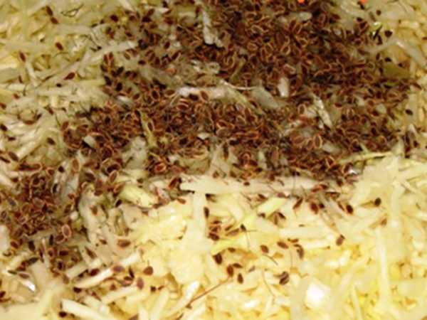 Квашеная белокочанная капуста с наполнителями – кулинарный рецепт