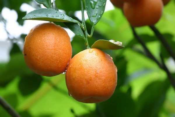 Вкусные сочные мандарины относят к одним из самых популярных фруктов Без них невозможно представить убранство новогоднего стола