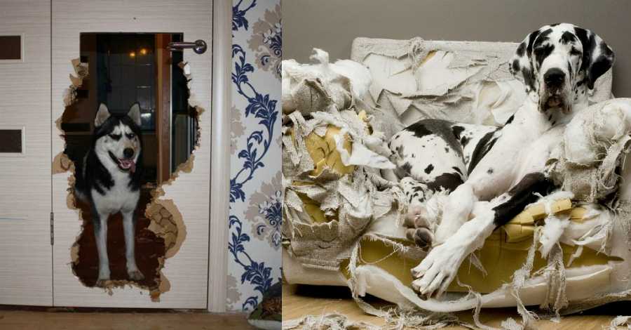 Собака грызет вещи и мебель в доме – как ее отучить