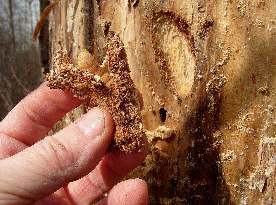 Личинки которые едят дерево фото и названия