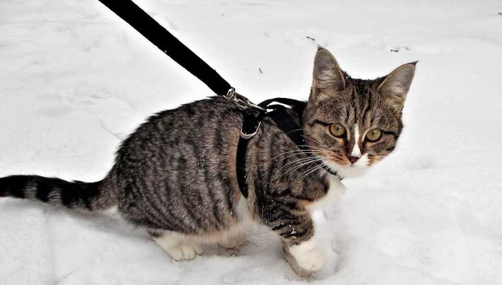 Можно гулять с котом. Поводок для кошек. Кот гуляет. Коты на прогулке. Коты на поводке.