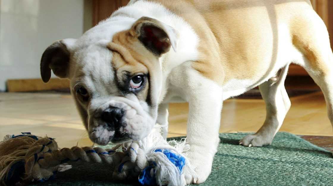 Как отучить собаку грызть вещи
как отучить собаку грызть вещи