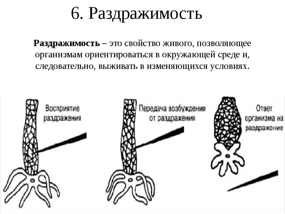 Какое общее свойство живых организмов отражено на рисунке