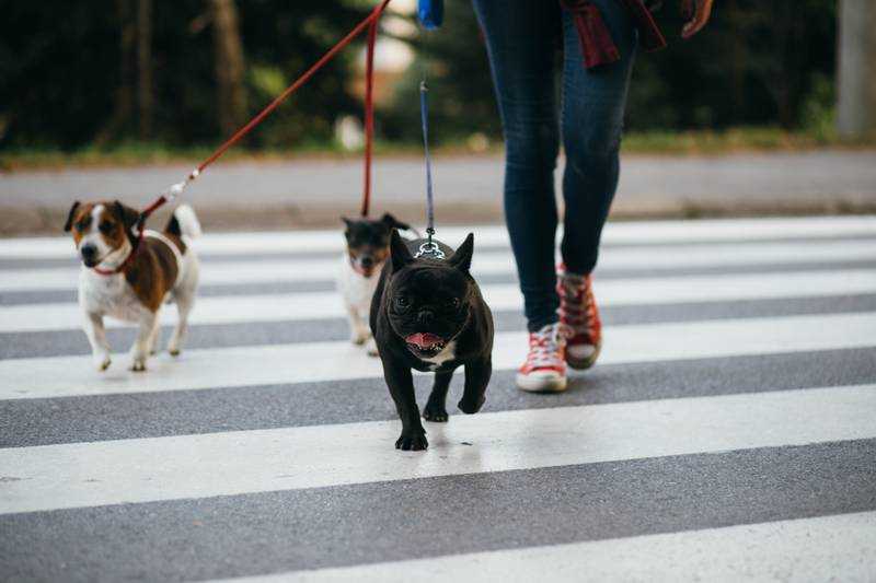 Как нужно правильно выгуливать собаку