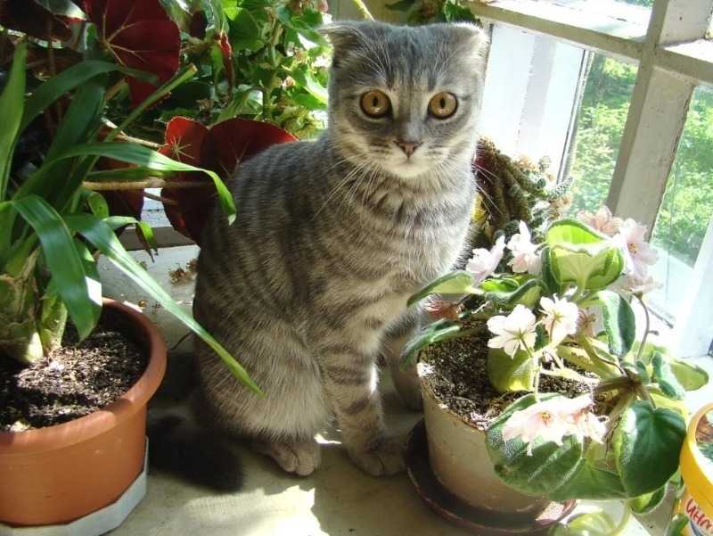 План мероприятий по отучению кота лазить в цветочный горшок
