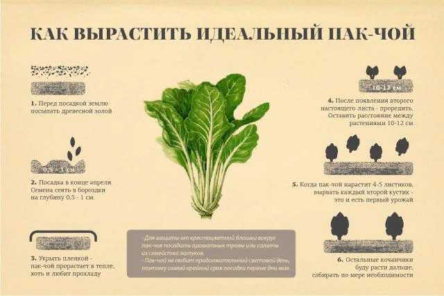 Как сажать капусту в открытый грунт схема