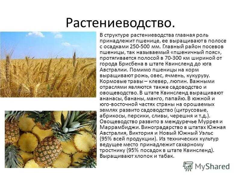Рис с грибами и овощами