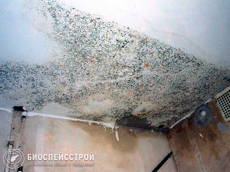 10 лучших средств, как можно избавиться от грибка в погребе и чем убрать сырость